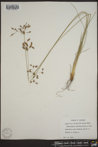 Fimbristylis puberula image