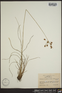 Fimbristylis puberula image