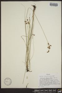 Fimbristylis puberula image