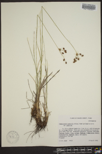 Fimbristylis puberula image