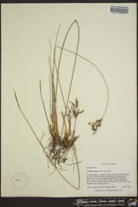 Fimbristylis puberula image