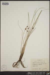 Fimbristylis puberula image