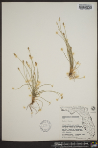 Fimbristylis schoenoides image