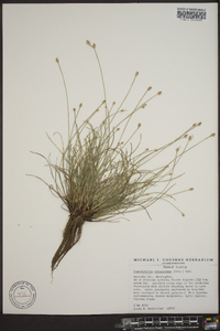 Fimbristylis schoenoides image