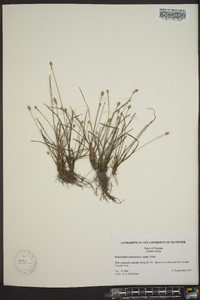 Fimbristylis schoenoides image