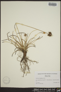 Fimbristylis spathacea image