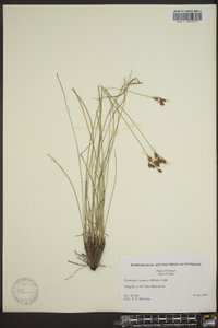 Fimbristylis castanea image