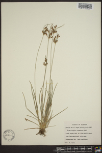 Fimbristylis tomentosa image