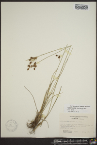 Fimbristylis tomentosa image