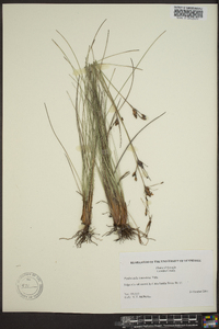 Fimbristylis tomentosa image