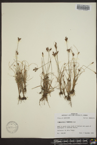 Fimbristylis tomentosa image