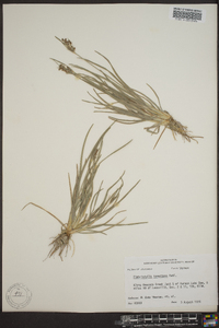 Fimbristylis tomentosa image