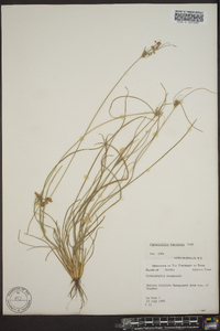 Fimbristylis tomentosa image