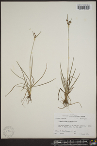 Fimbristylis tomentosa image