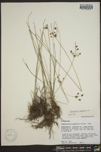 Fimbristylis tomentosa image