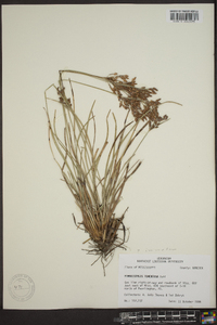 Fimbristylis tomentosa image