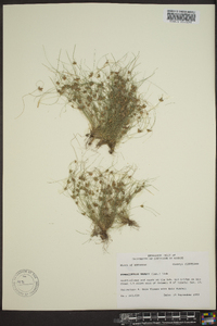 Fimbristylis vahlii image