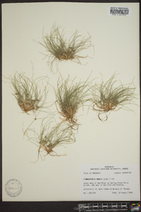 Fimbristylis vahlii image