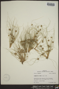 Fimbristylis vahlii image