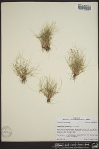 Fimbristylis vahlii image