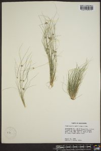 Fimbristylis vahlii image