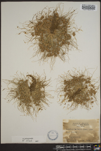 Fimbristylis vahlii image