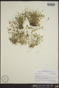 Fimbristylis vahlii image