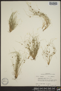 Fimbristylis vahlii image