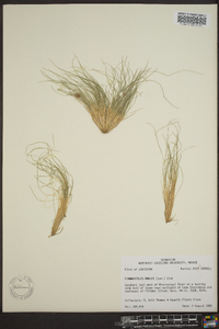 Fimbristylis vahlii image