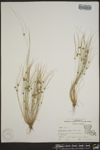 Fimbristylis vahlii image