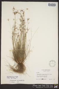 Bulbostylis ciliatifolia image