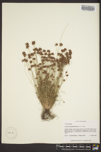 Bulbostylis barbata image