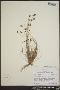 Bulbostylis ciliatifolia image