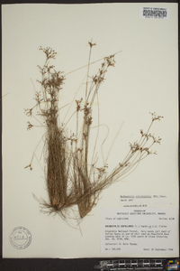 Bulbostylis ciliatifolia image