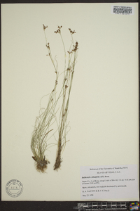 Bulbostylis ciliatifolia image