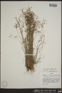 Bulbostylis ciliatifolia image