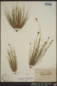 Bulbostylis ciliatifolia image