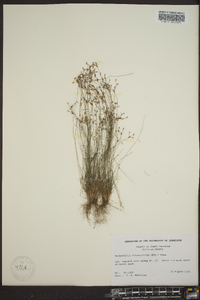 Bulbostylis ciliatifolia image