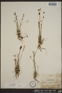 Bulbostylis ciliatifolia image