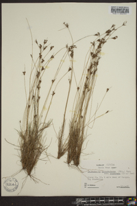 Bulbostylis ciliatifolia var. coarctata image