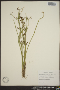 Psilocarya nitens image