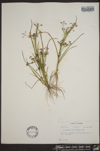 Psilocarya nitens image