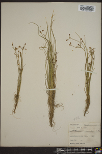 Psilocarya nitens image