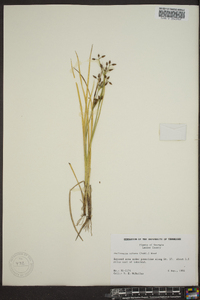 Psilocarya nitens image