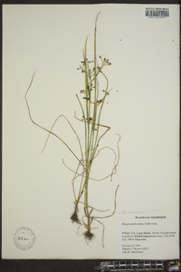 Psilocarya nitens image