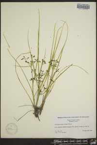 Psilocarya nitens image