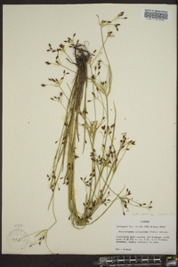 Rhynchospora scirpoides image