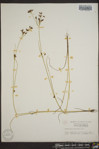 Rhynchospora scirpoides image