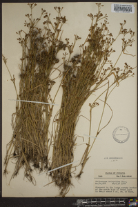 Rhynchospora scirpoides image