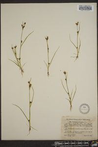 Rhynchospora scirpoides image